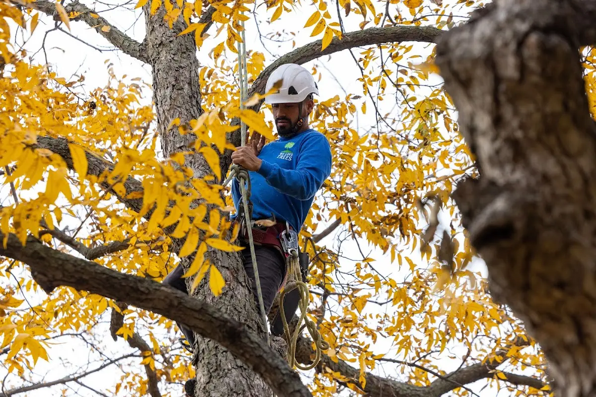 Skilled Tree Pruning crew working in Sterling